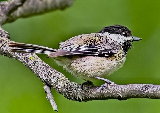 Black-capped Chickadee - ML636753150