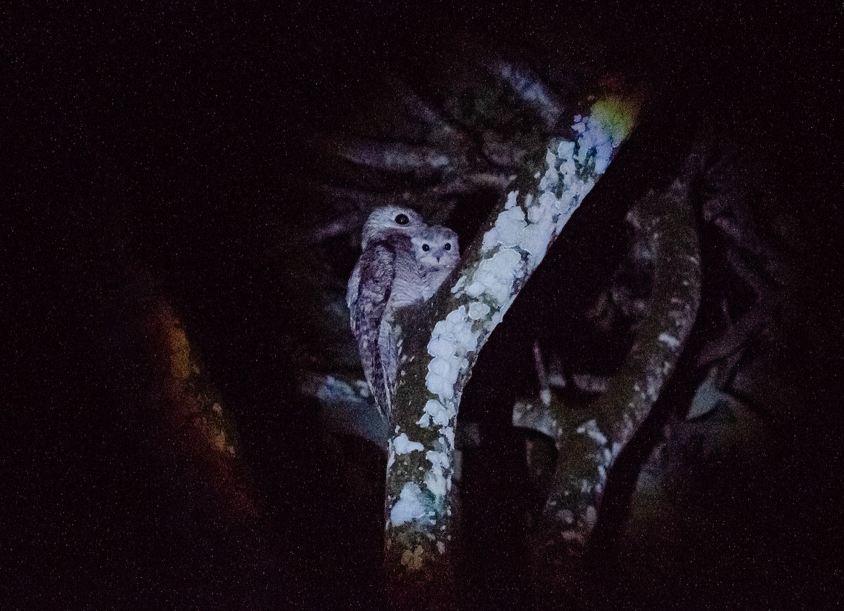 Great Potoo - ML636753201