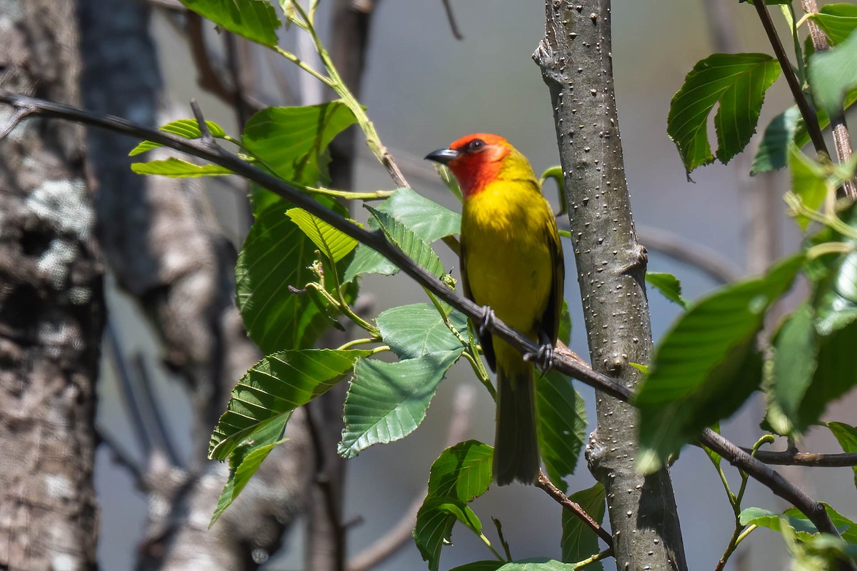 Red-headed Tanager - ML636753225