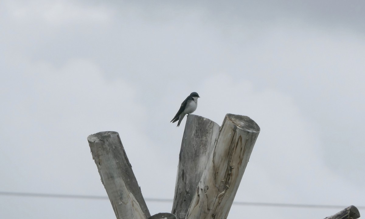 Tree Swallow - ML636753263