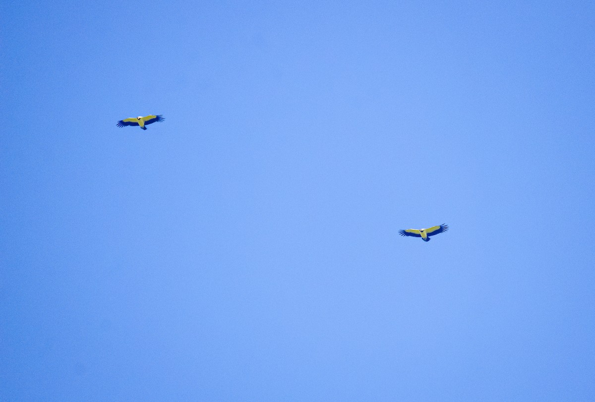 King Vulture - ML636753287