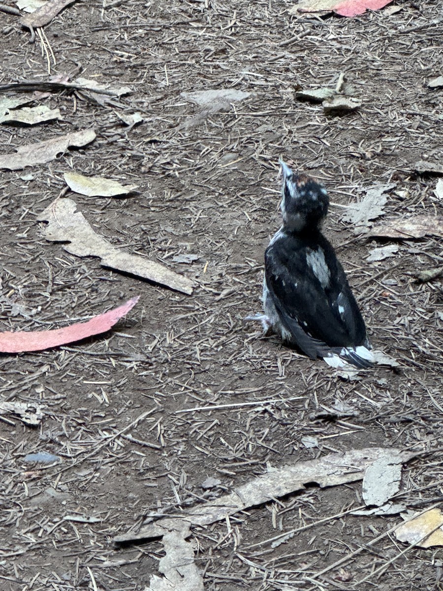 Hairy Woodpecker - ML636753291