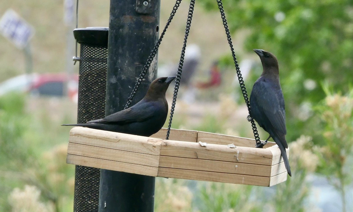 Brown-headed Cowbird - ML636753316