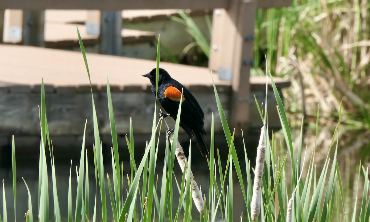 Red-winged Blackbird - ML636753497
