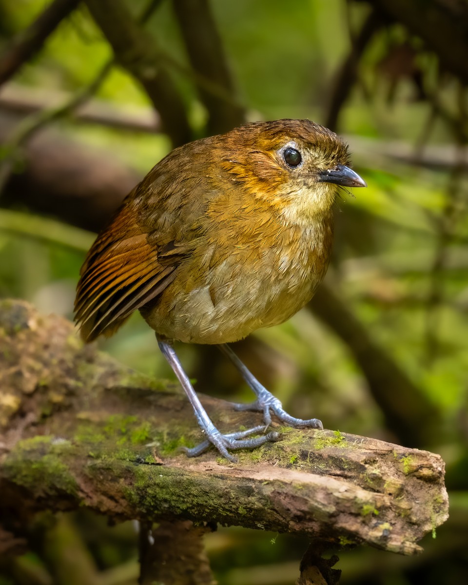 Brown-banded Antpitta - ML636753533