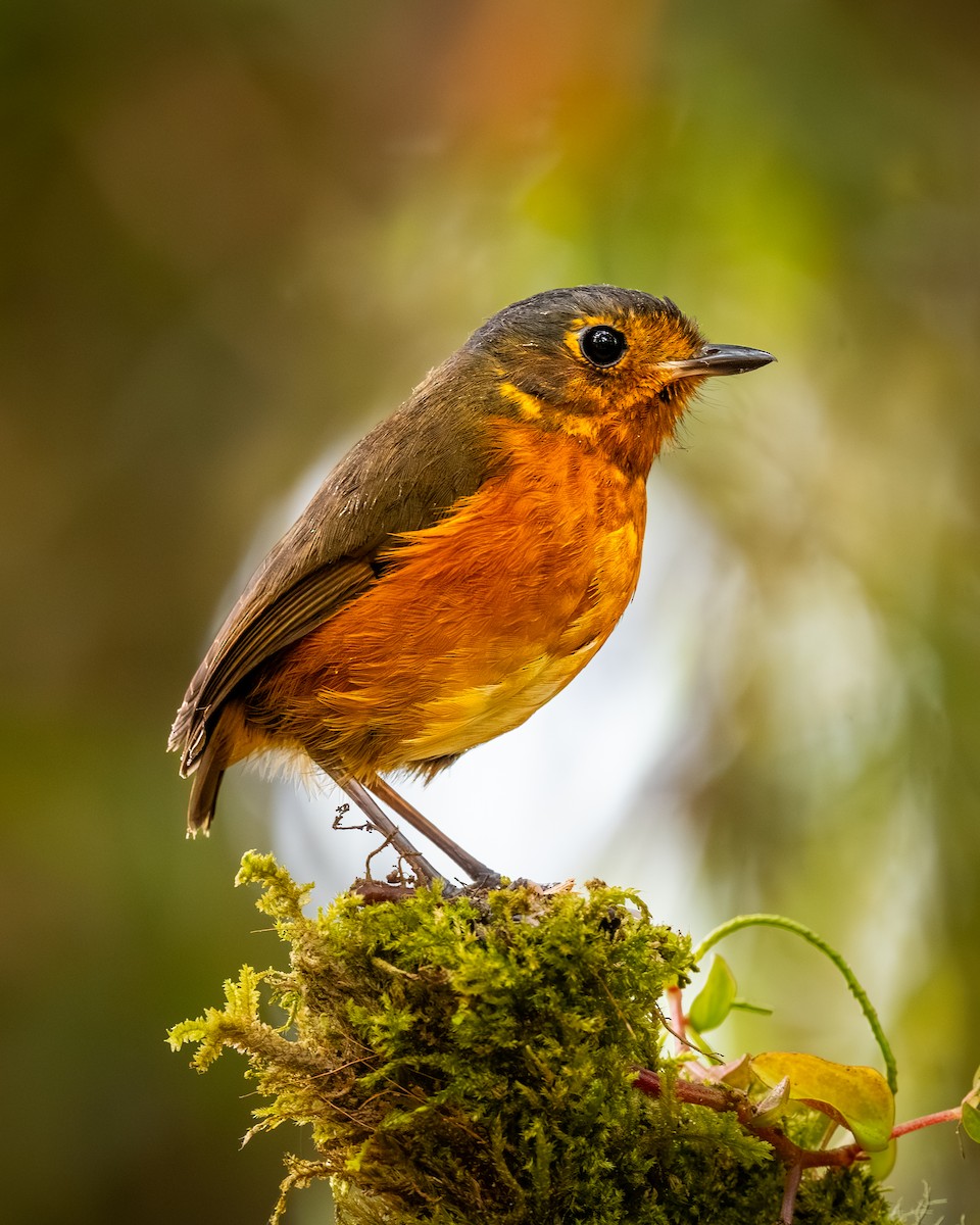 Slate-crowned Antpitta - ML636753644