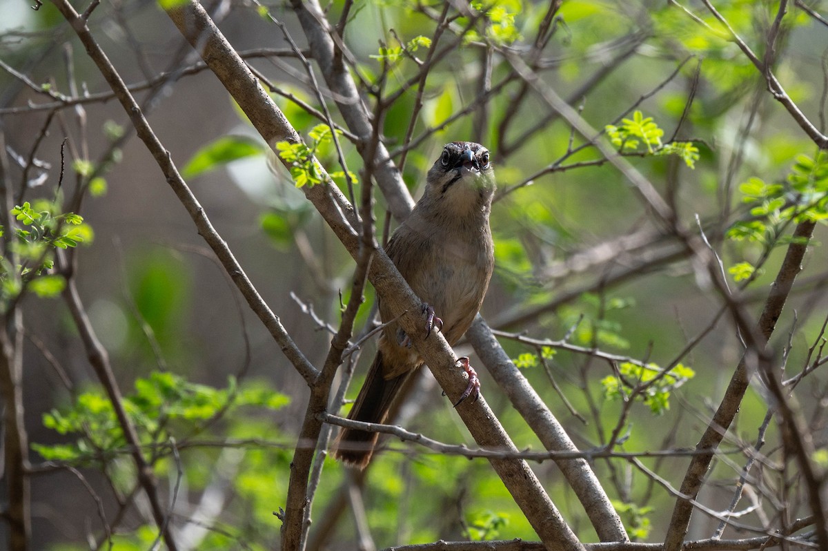 Oaxaca Sparrow - ML636753652