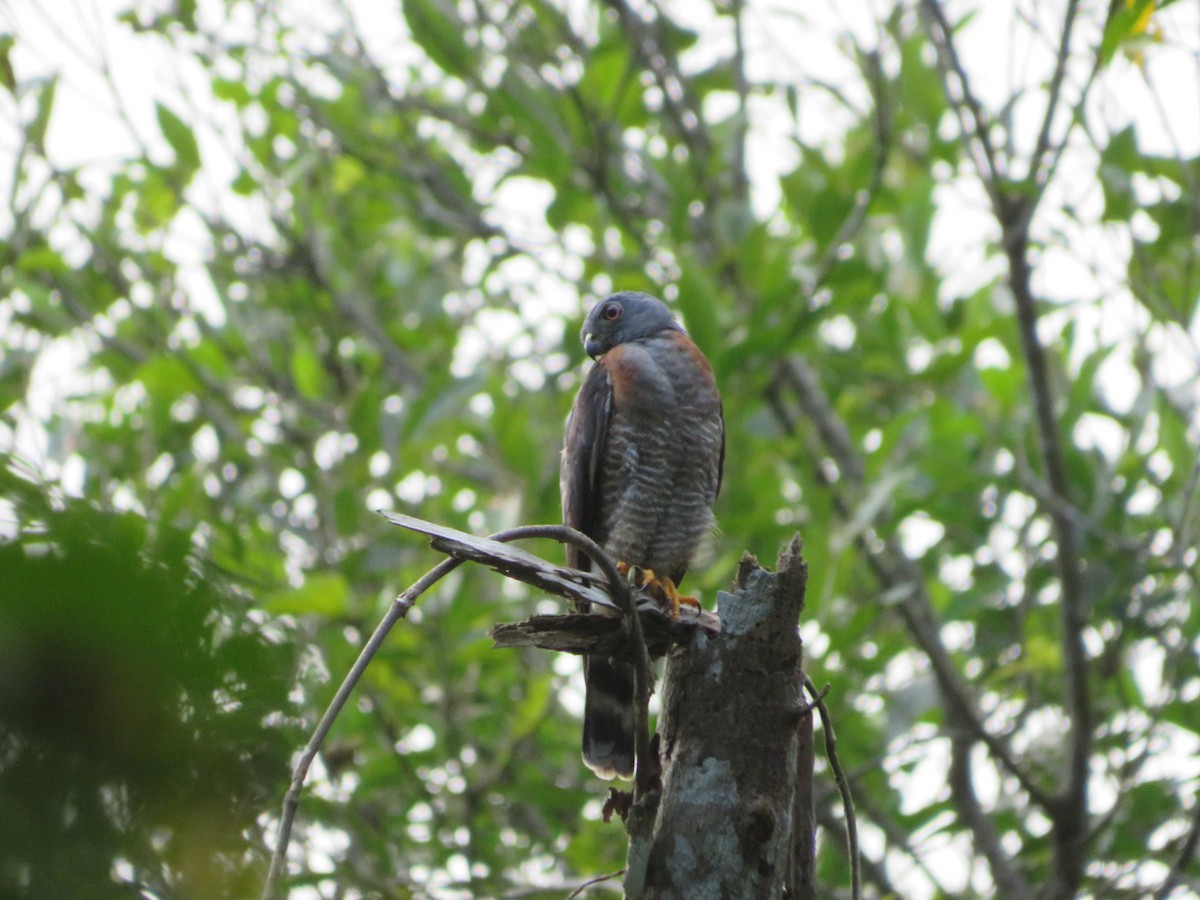 Double-toothed Kite - ML636753712