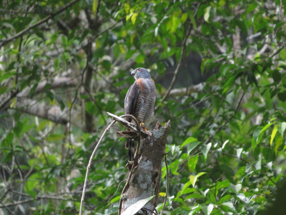 Double-toothed Kite - ML636753713
