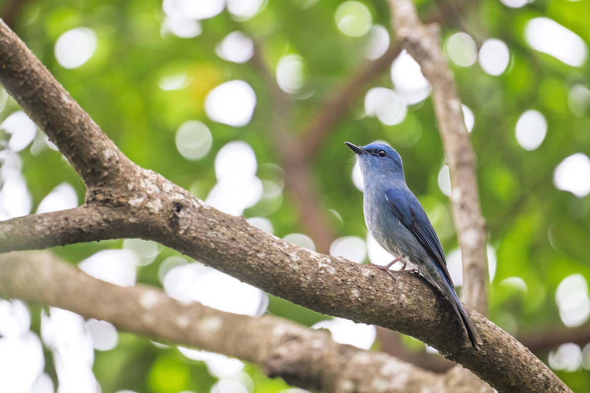 Pale Blue Flycatcher - ML636753716