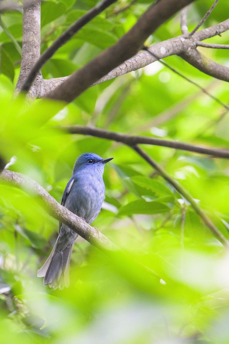 Pale Blue Flycatcher - ML636753756