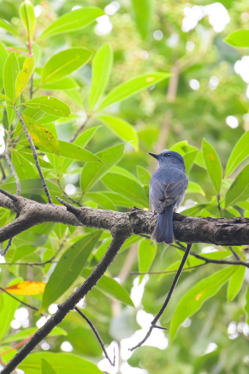 Pale Blue Flycatcher - ML636753757