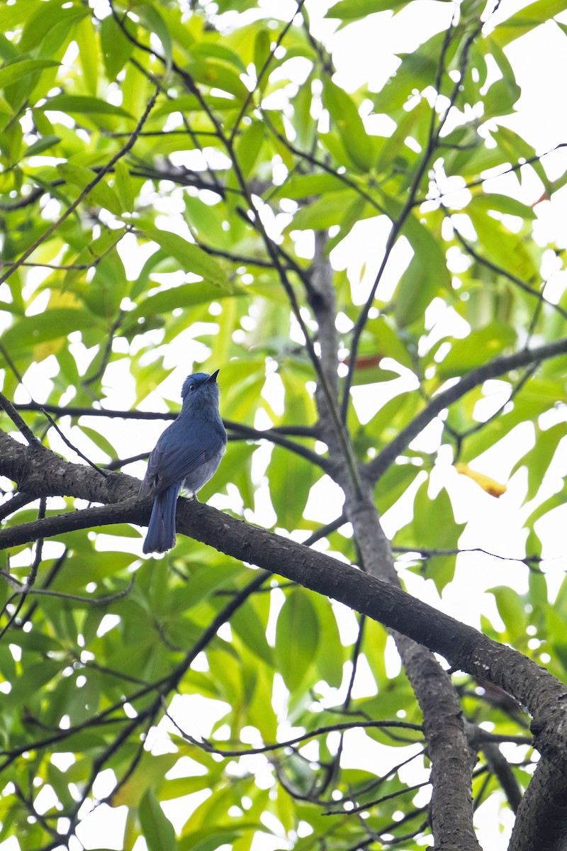 Pale Blue Flycatcher - ML636753758