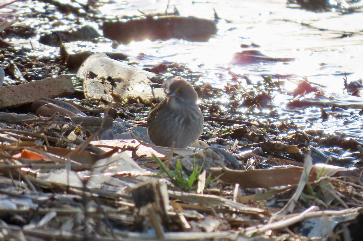 Seaside Sparrow - ML636753763