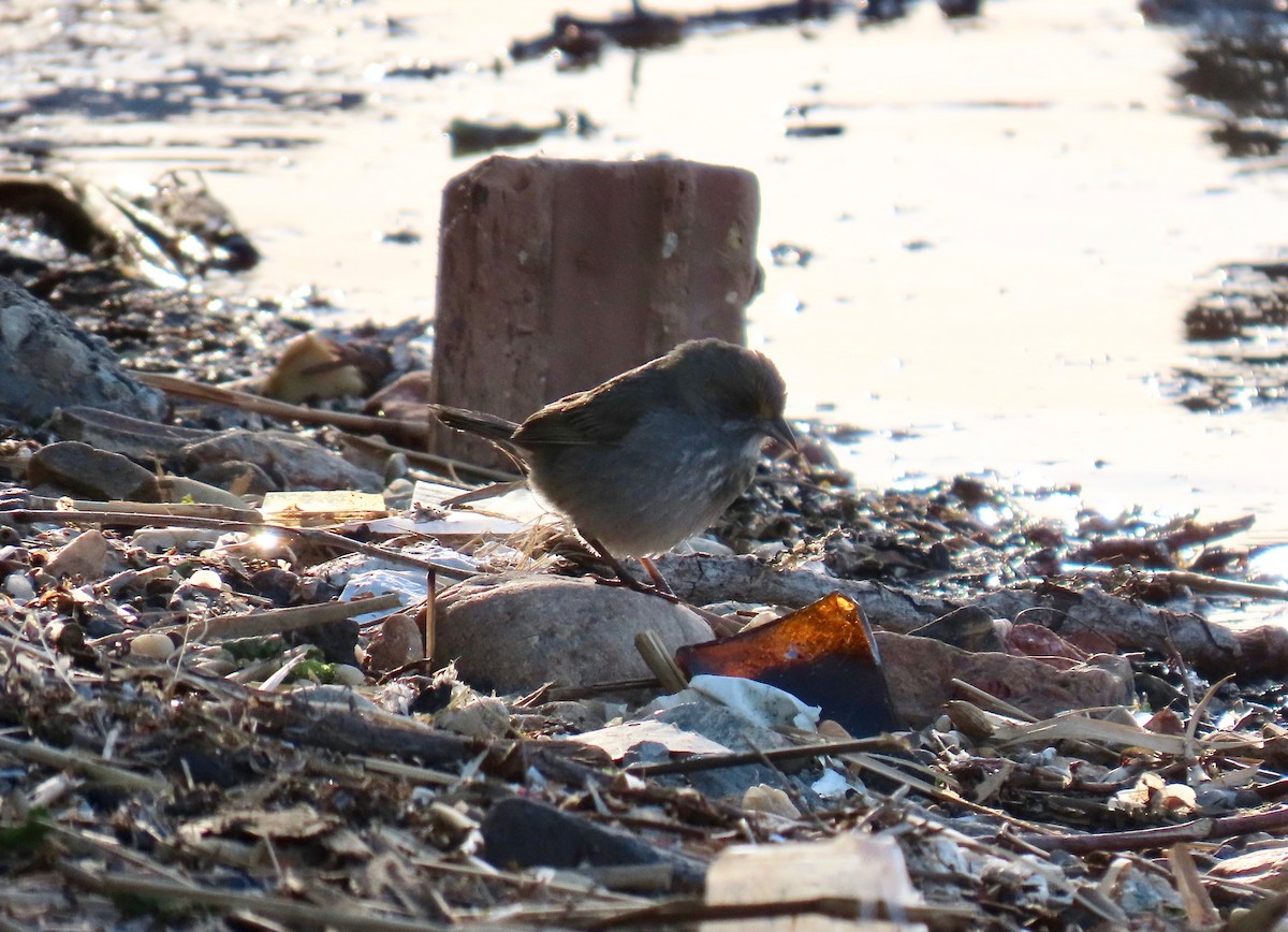 Seaside Sparrow - ML636753764