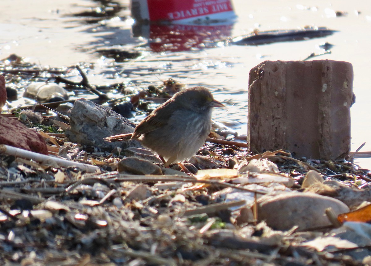 Seaside Sparrow - ML636753765