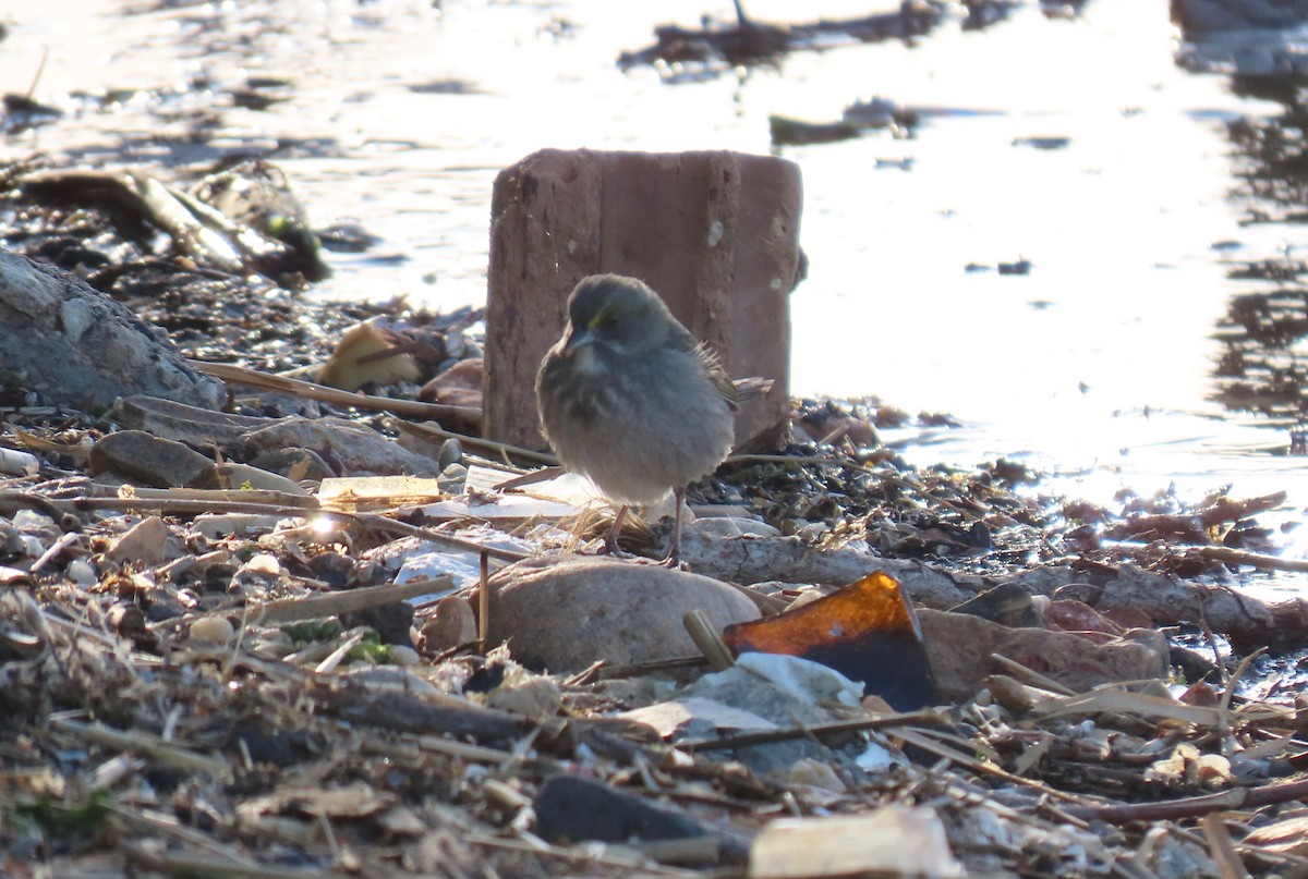 Seaside Sparrow - ML636753766