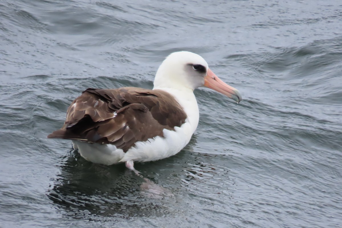 Laysan Albatross - ML636753806