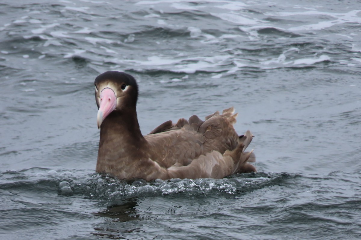 Short-tailed Albatross - ML636753820