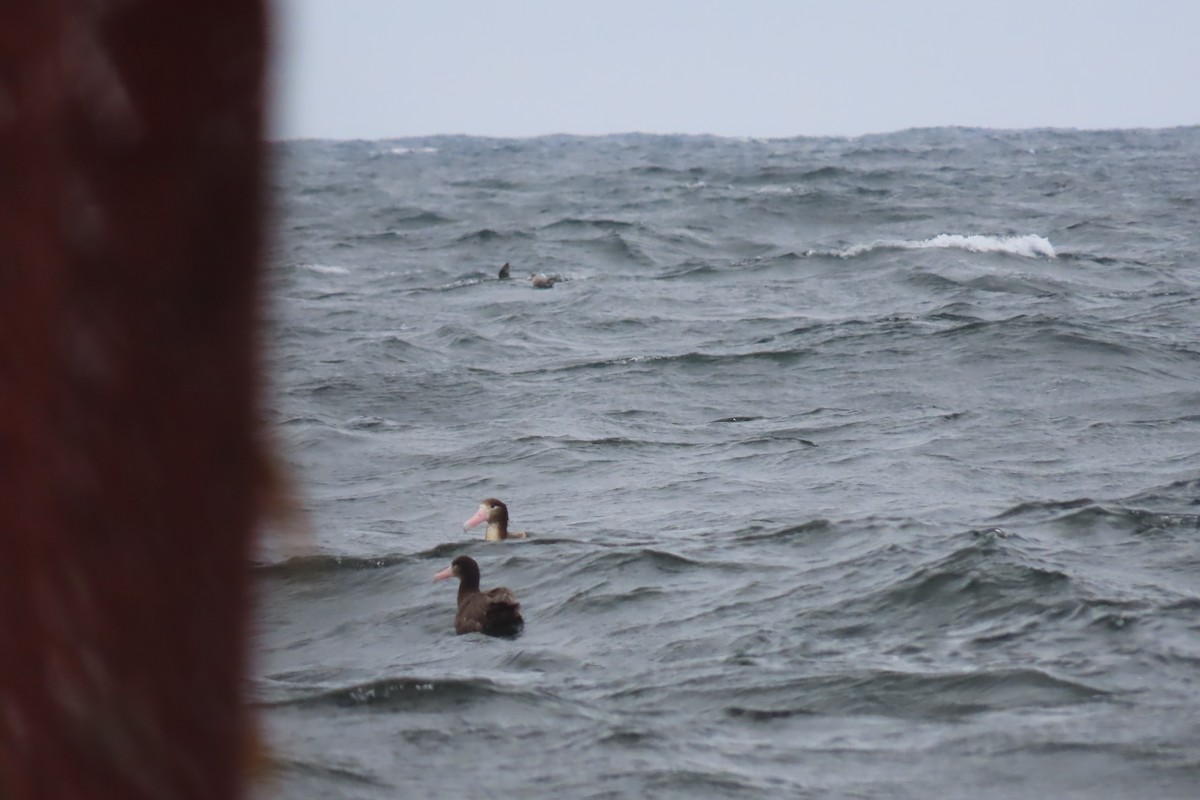 Short-tailed Albatross - ML636753831