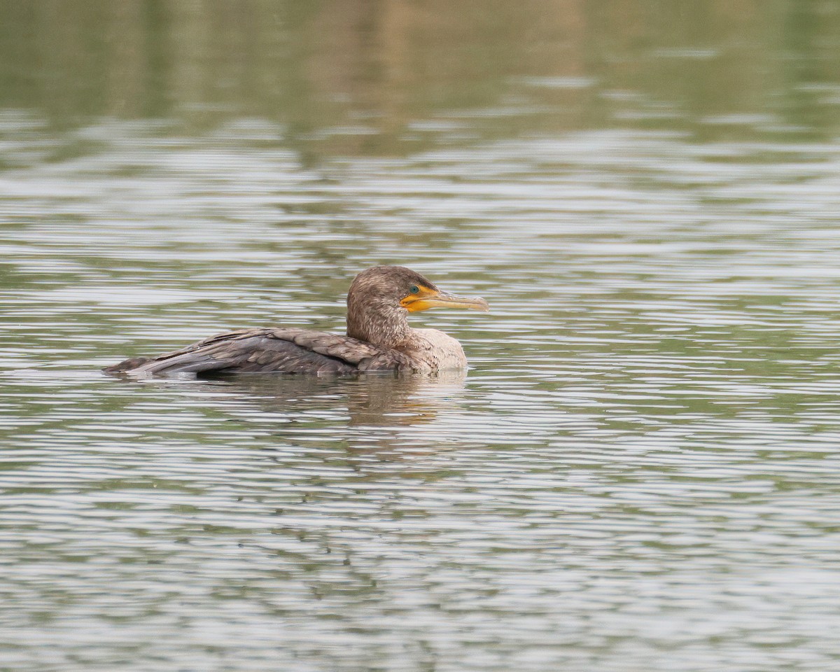 Double-crested Cormorant - ML636753856