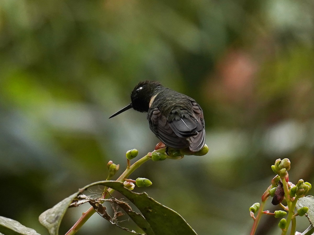 Amethyst-throated Sunangel - ML636753876