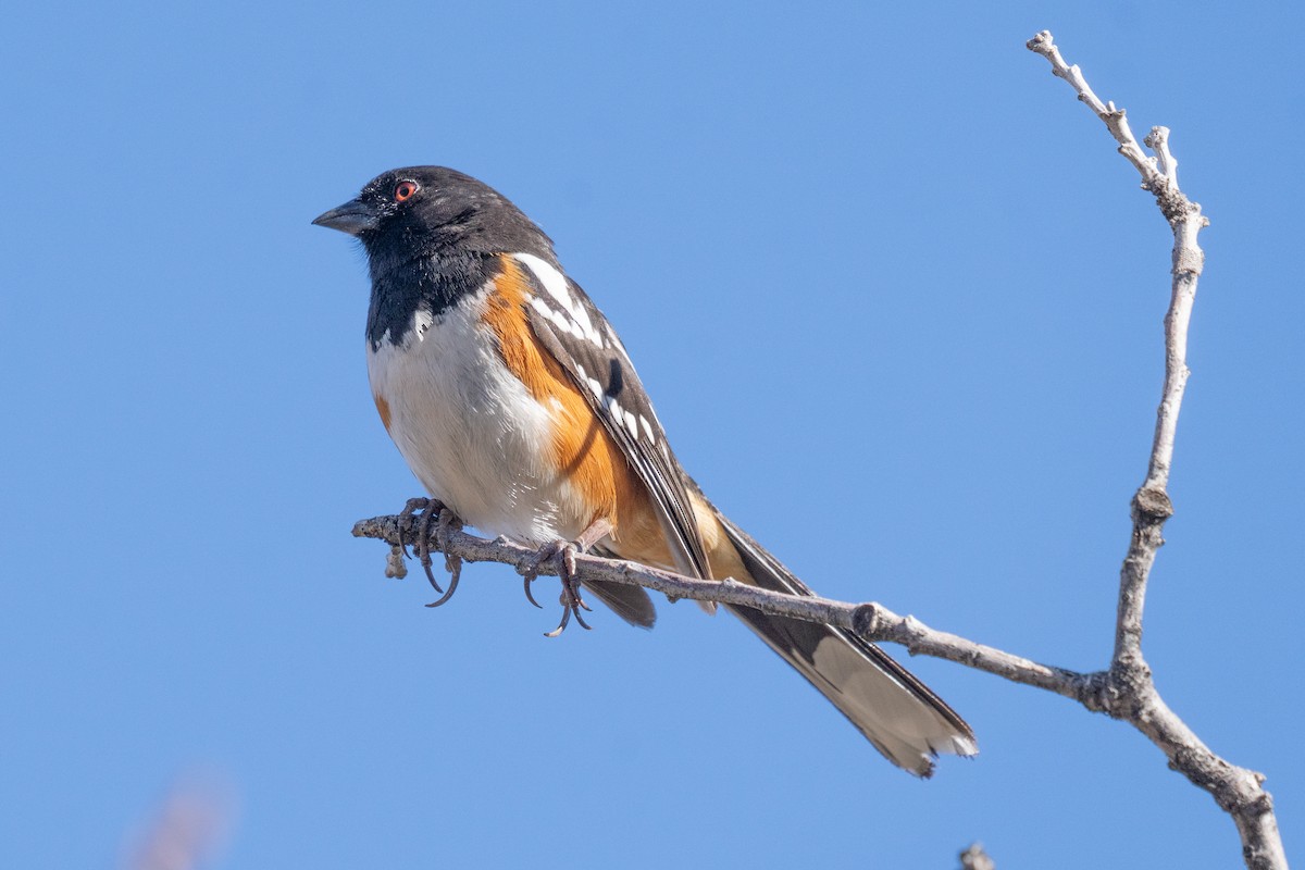 Spotted Towhee - ML636753903