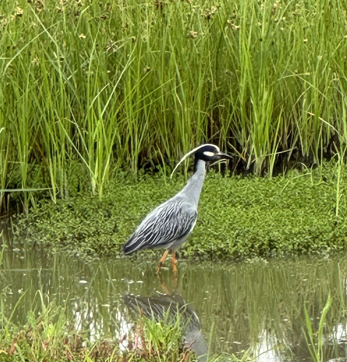 Yellow-crowned Night Heron - ML636753964