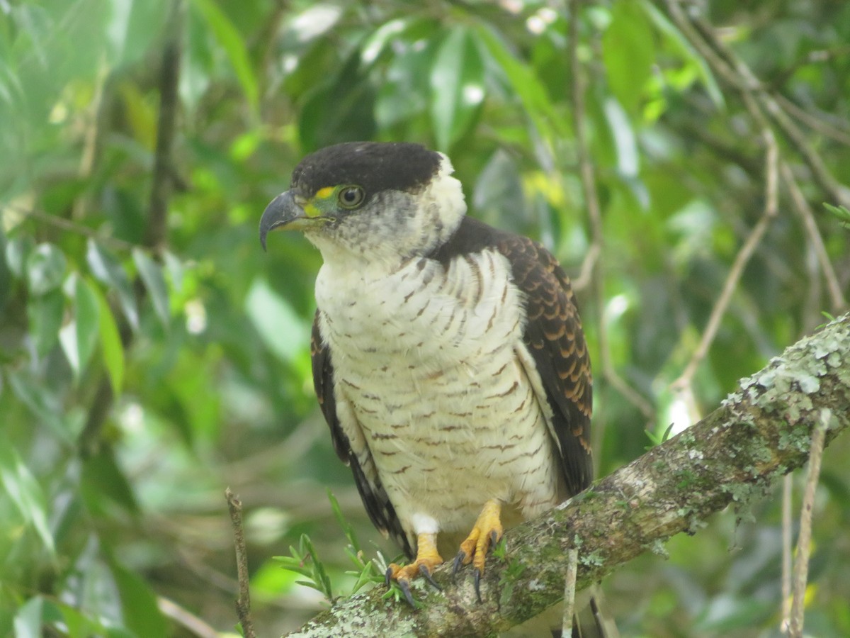Hook-billed Kite - ML636754051