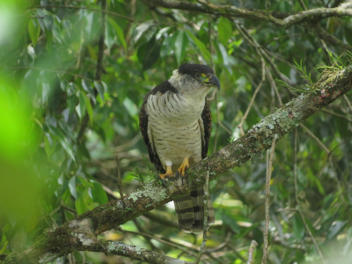Hook-billed Kite - ML636754052