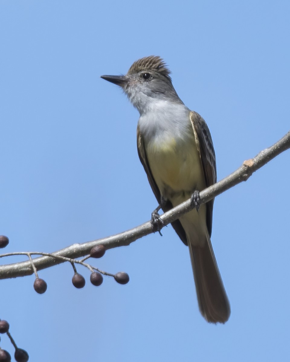 Nutting's Flycatcher - ML636754056