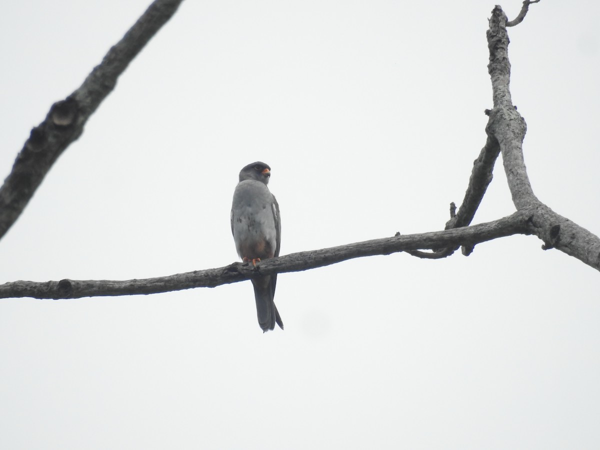 Amur Falcon - ML636754082