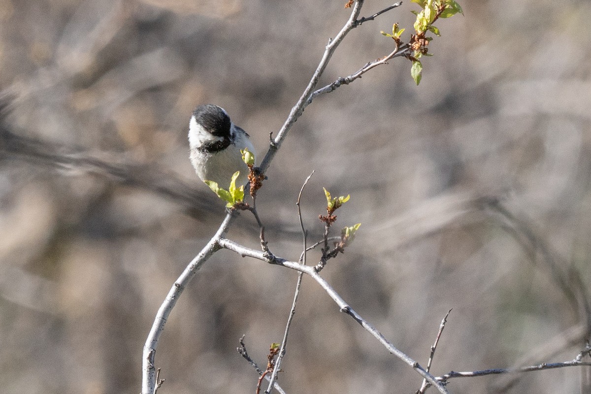 Black-capped Chickadee - ML636754098