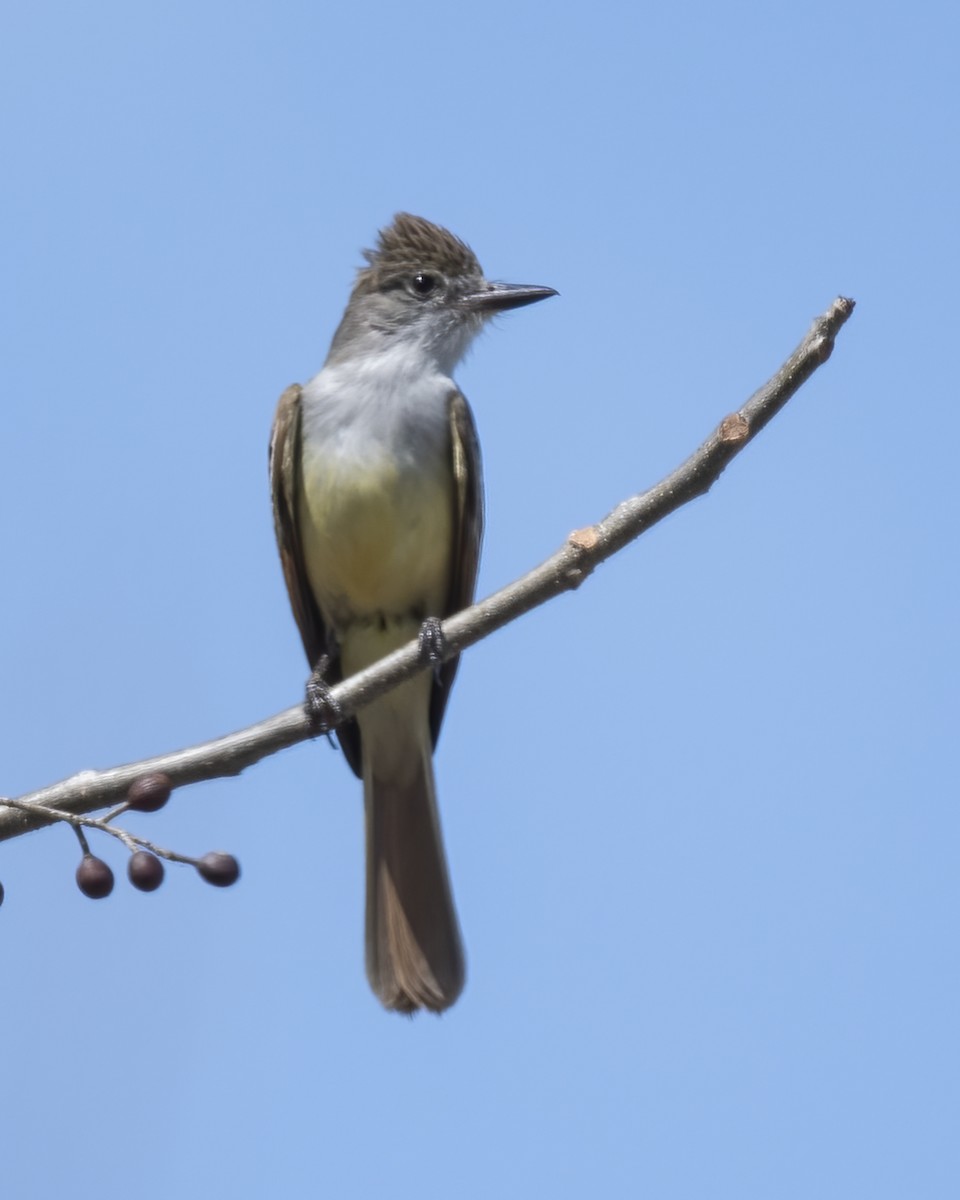 Nutting's Flycatcher - ML636754100