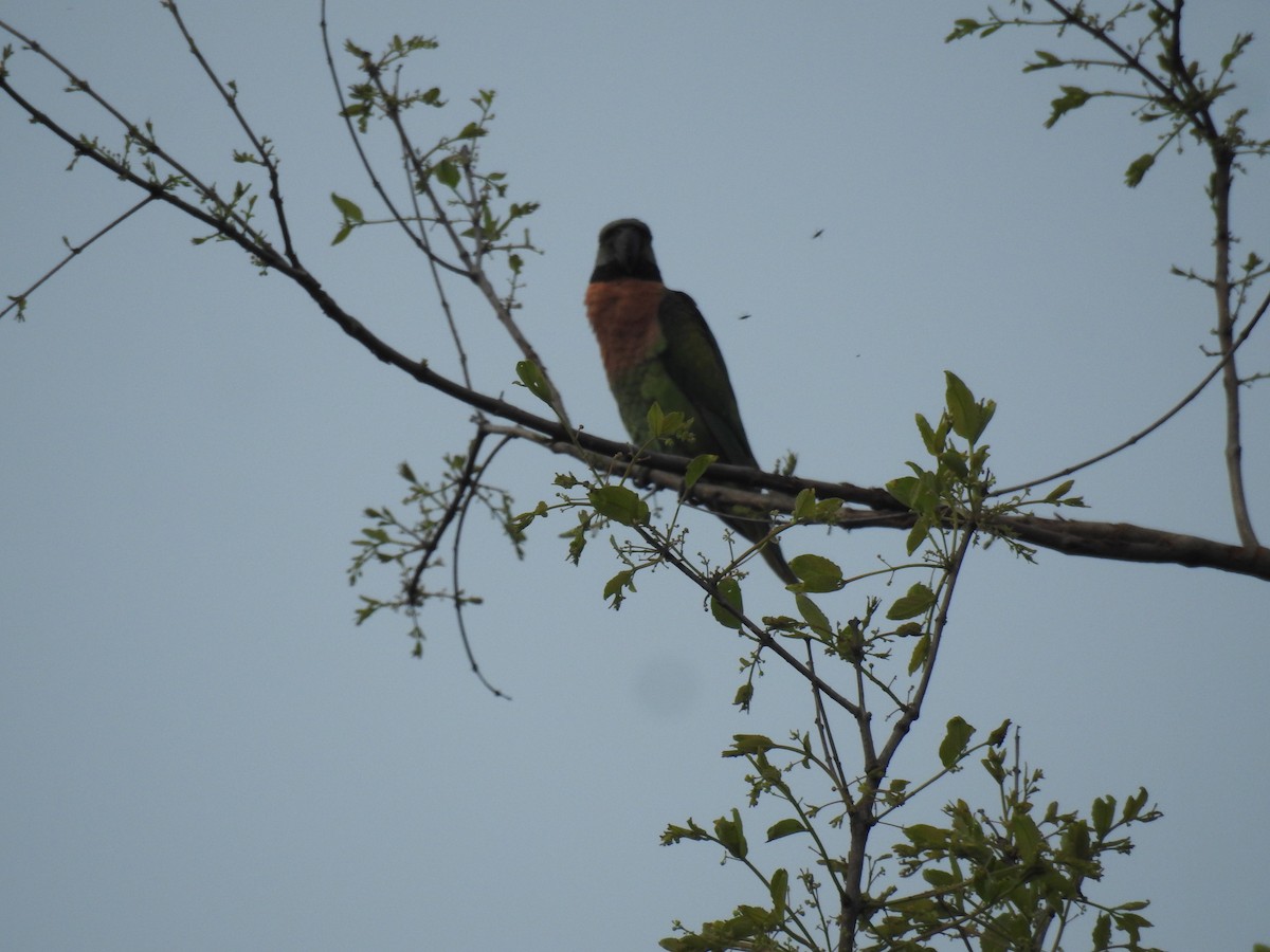 Red-breasted Parakeet - ML636754101