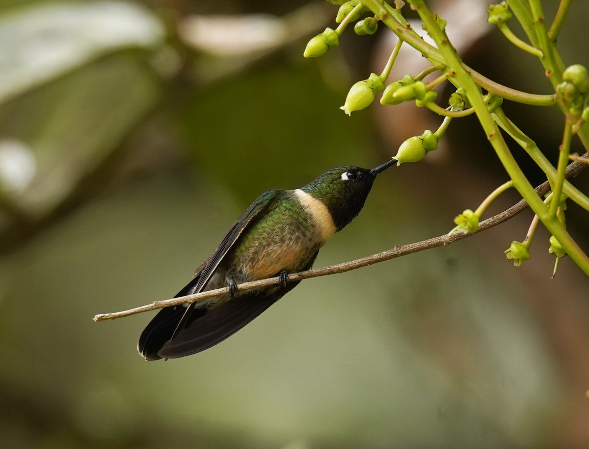 Amethyst-throated Sunangel - ML636754108