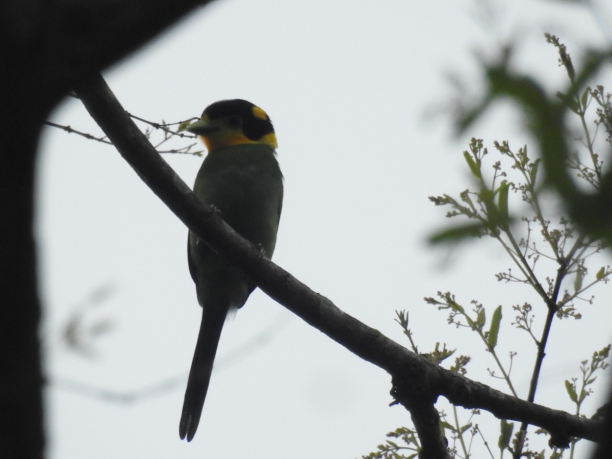 Long-tailed Broadbill - ML636754120
