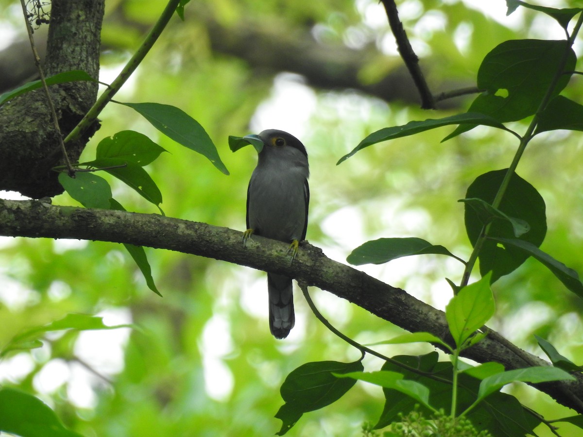 Gray-lored Broadbill - ML636754142