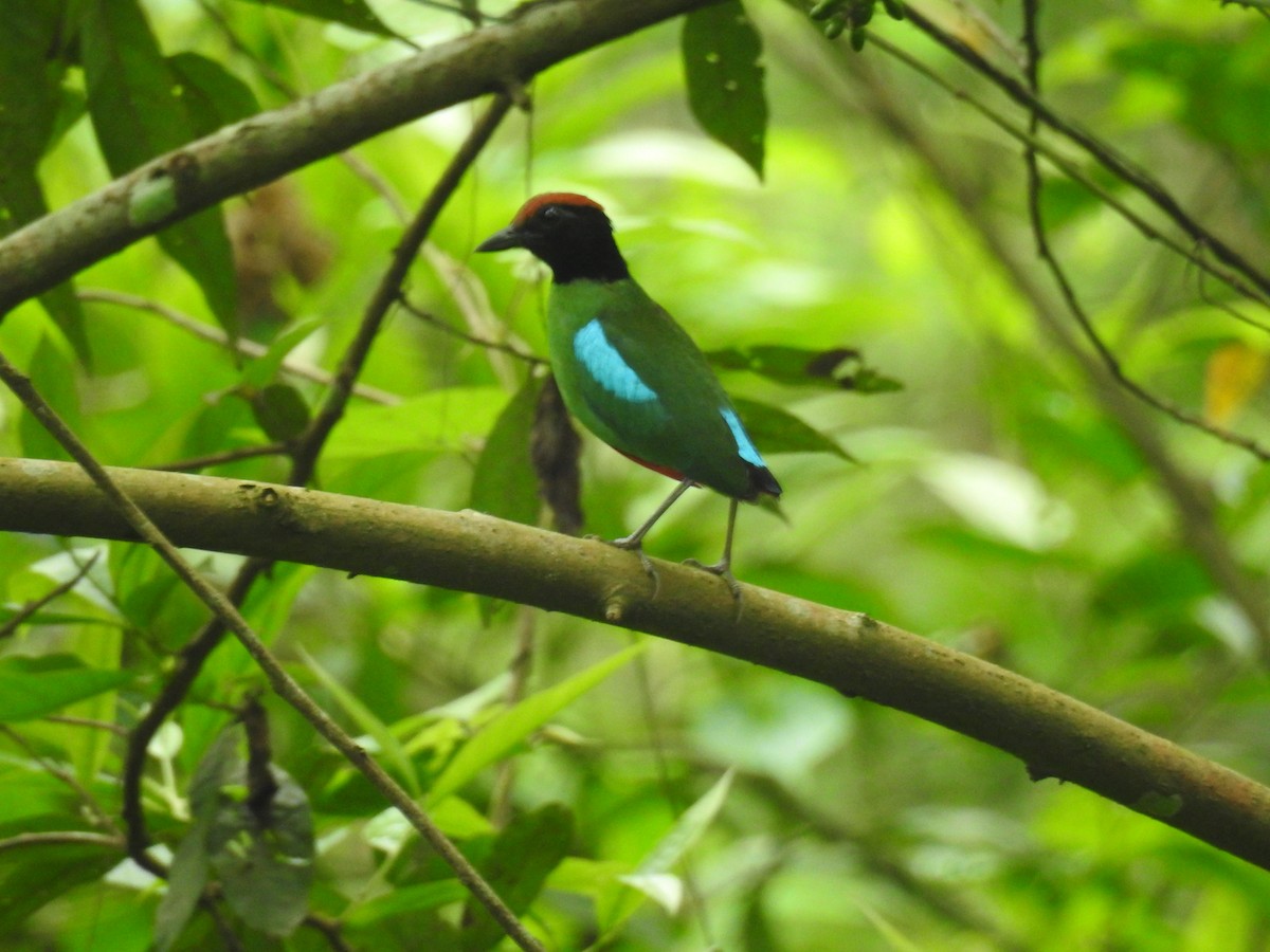 Western Hooded Pitta - ML636754206