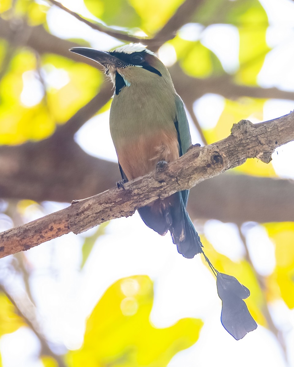 Turquoise-browed Motmot - ML636754264