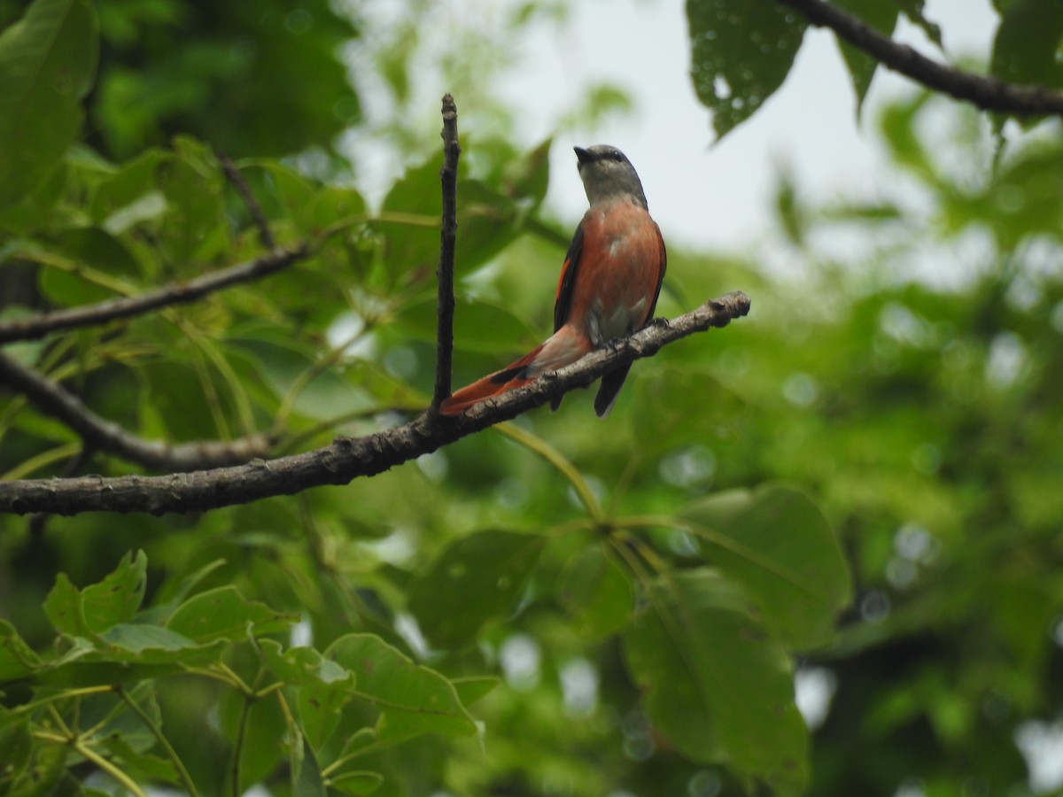 Rosy Minivet - ML636754268