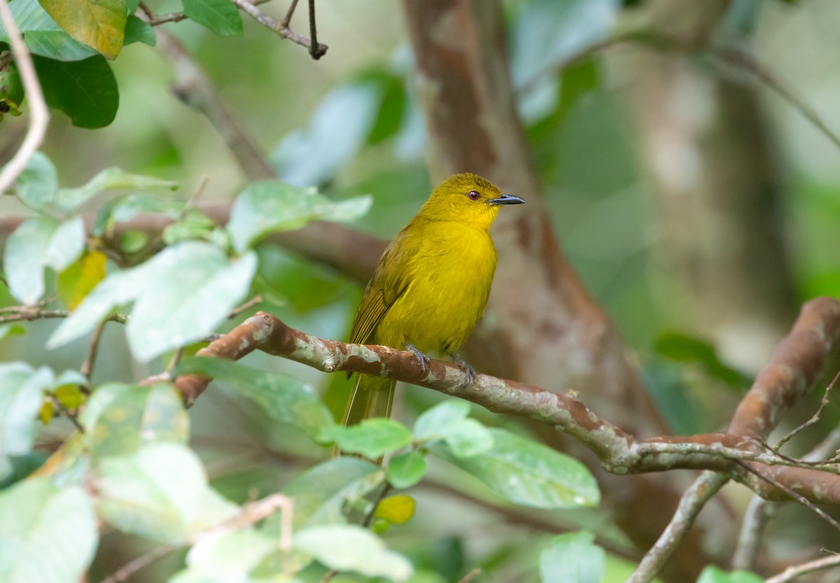 Bulbul Alegre - ML636754283