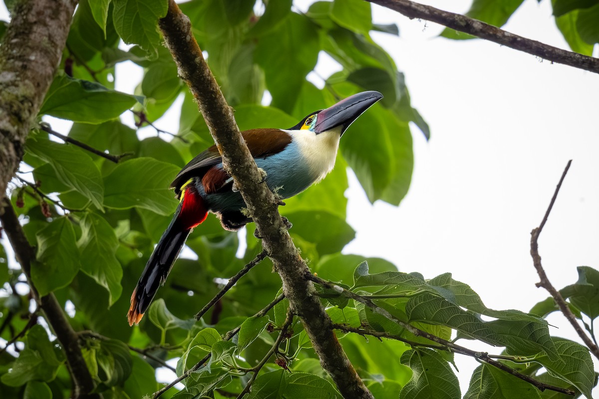 Black-billed Mountain-Toucan - ML636754297