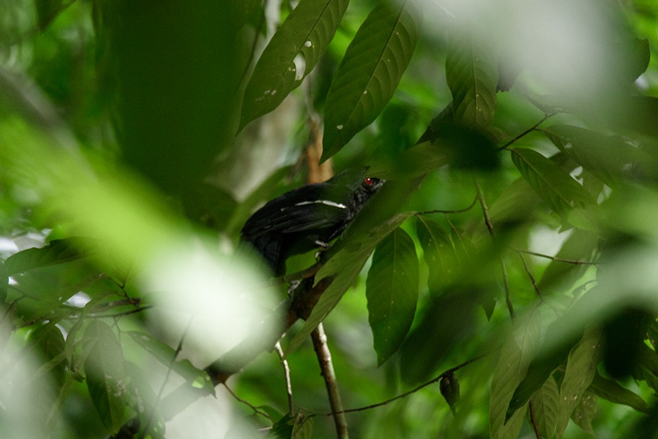 svartskrike (leucopterus) (hvitvingeskrike) - ML63675431