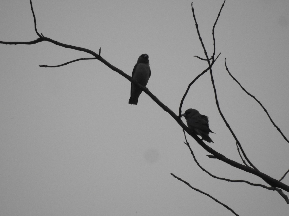 Ashy Woodswallow - ML636754310