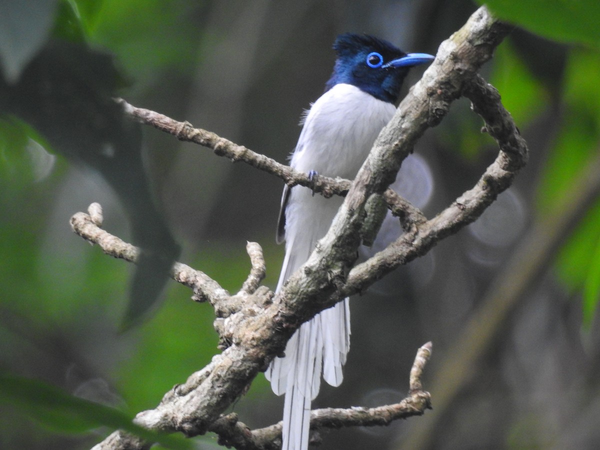 Blyth's Paradise-Flycatcher - ML636754325