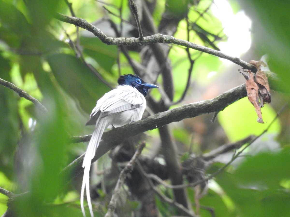 Blyth's Paradise-Flycatcher - ML636754326