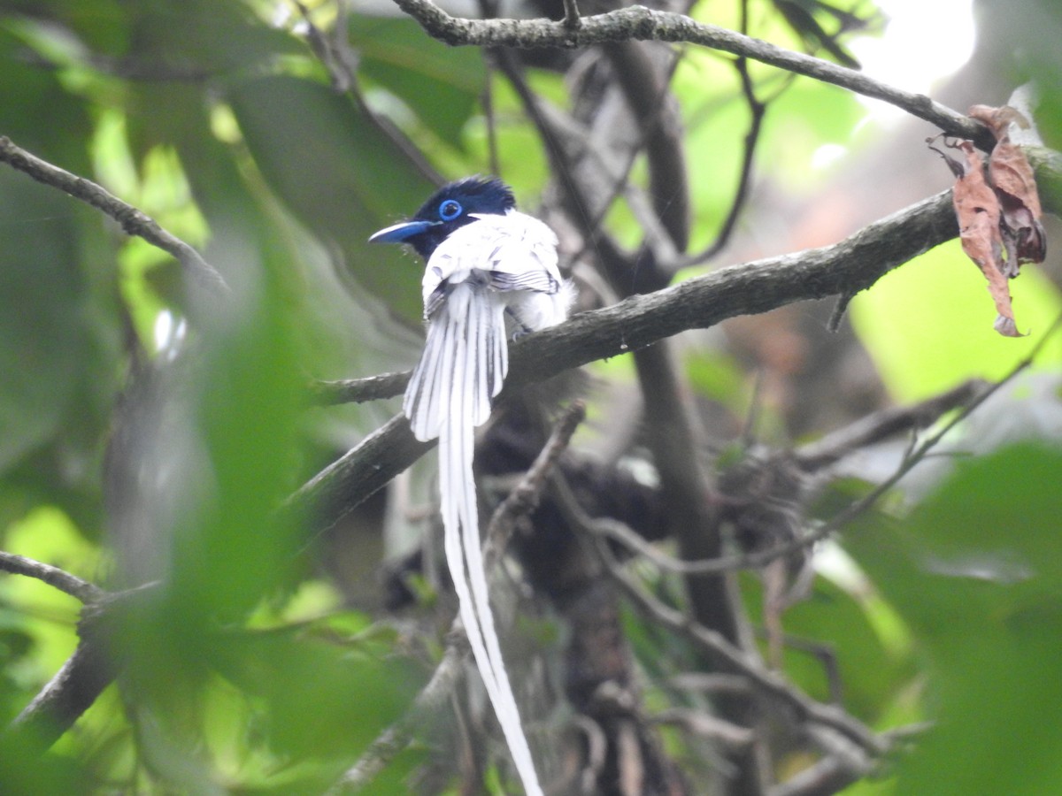 Blyth's Paradise-Flycatcher - ML636754327