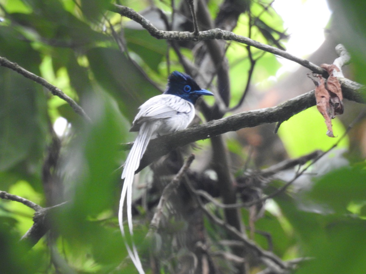 Blyth's Paradise-Flycatcher - ML636754328