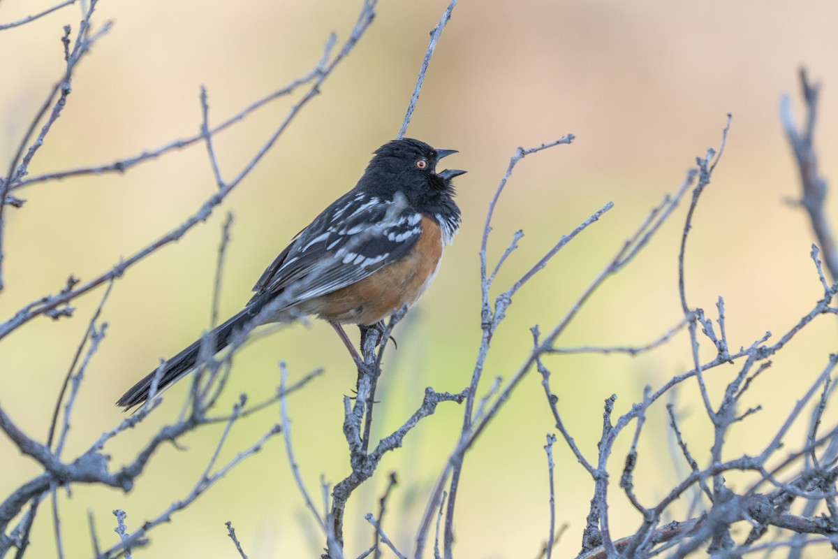 Spotted Towhee - ML636754330